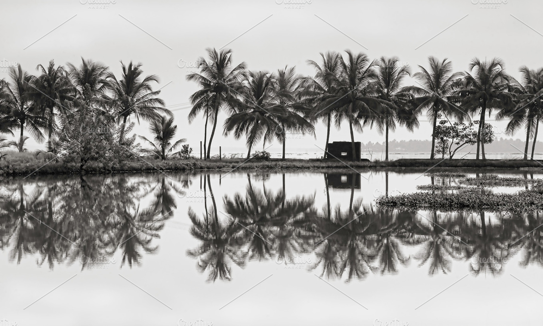 Palm Trees Containing Shrimp Farm And House