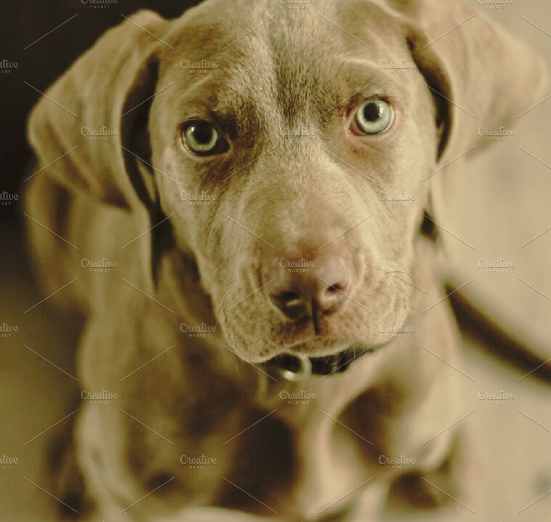 Beautiful Dog With Glowing Eyes, an Animal Photo by Fardosai Studio