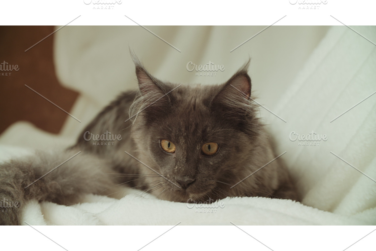 Funny Curious Grey Coon Cat Resting, an Animal Photo by Our Amazing World (Photo 1 of 2)