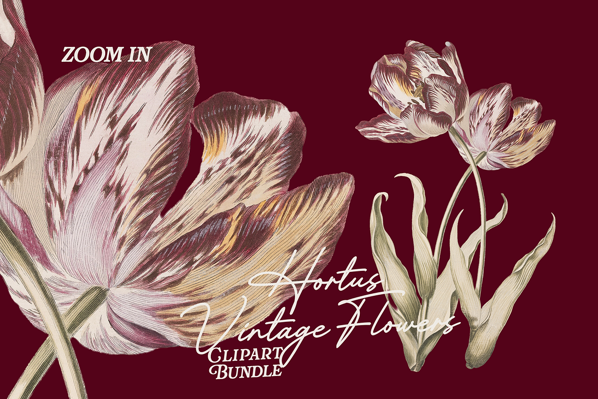 Hortus Vintage Flowers Cliparts, a Decorative Illustration by Lilithcollageart (Photo 11 of 12)