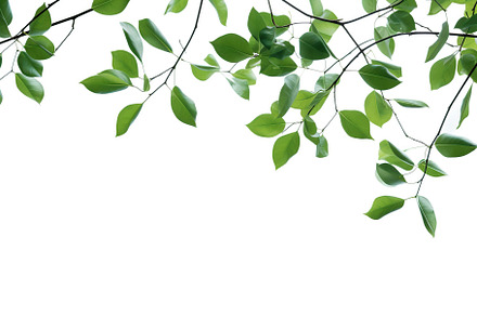 Branch with green leaves on white background, a Nature Photo by AlyaAnd
