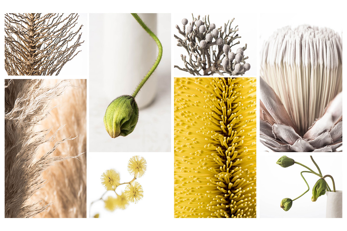 Flora Detail - Macro Photo Bundle, a Nature Photo by Stockify (Photo 2 of 6)
