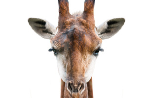 Giraffe face isolated on white