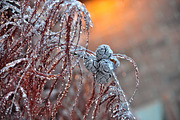 WINTERS FROST PHOTO BUNDLE, a Nature Photo by KABSPHOTOGRAPHY (Thumbnail 4 of 8)