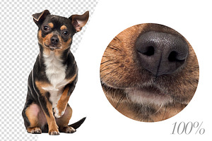 100 Dogs Bundle - Cut-out Pictures