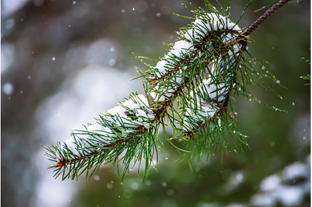 Fir tree branches, a Nature Photo by Nature and travel