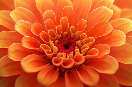 Close-up of a vibrant orange zinnia, a Background Photo by Pixeness