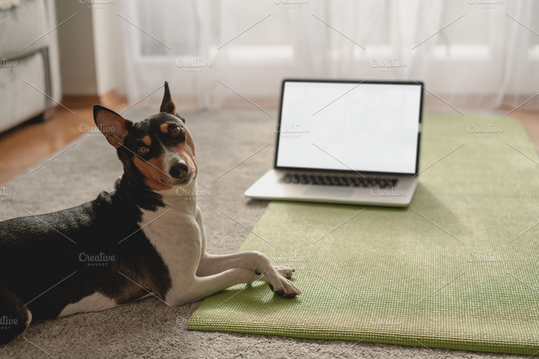 Dog with laptop, an Animal Photo by Olezzo