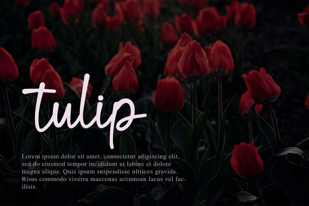 Blind Matte - Script Font, a Script Font by NTC Graphic (Photo 5 of 9)