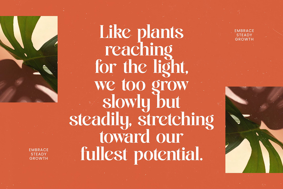 Single Robusta Modern Display Serif, a Serif Font by timelesstype.co (Photo 5 of 20)