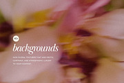 Blur Flower Abstract Backgrounds, a Background Graphic by eclosque (Thumbnail 23 of 27)