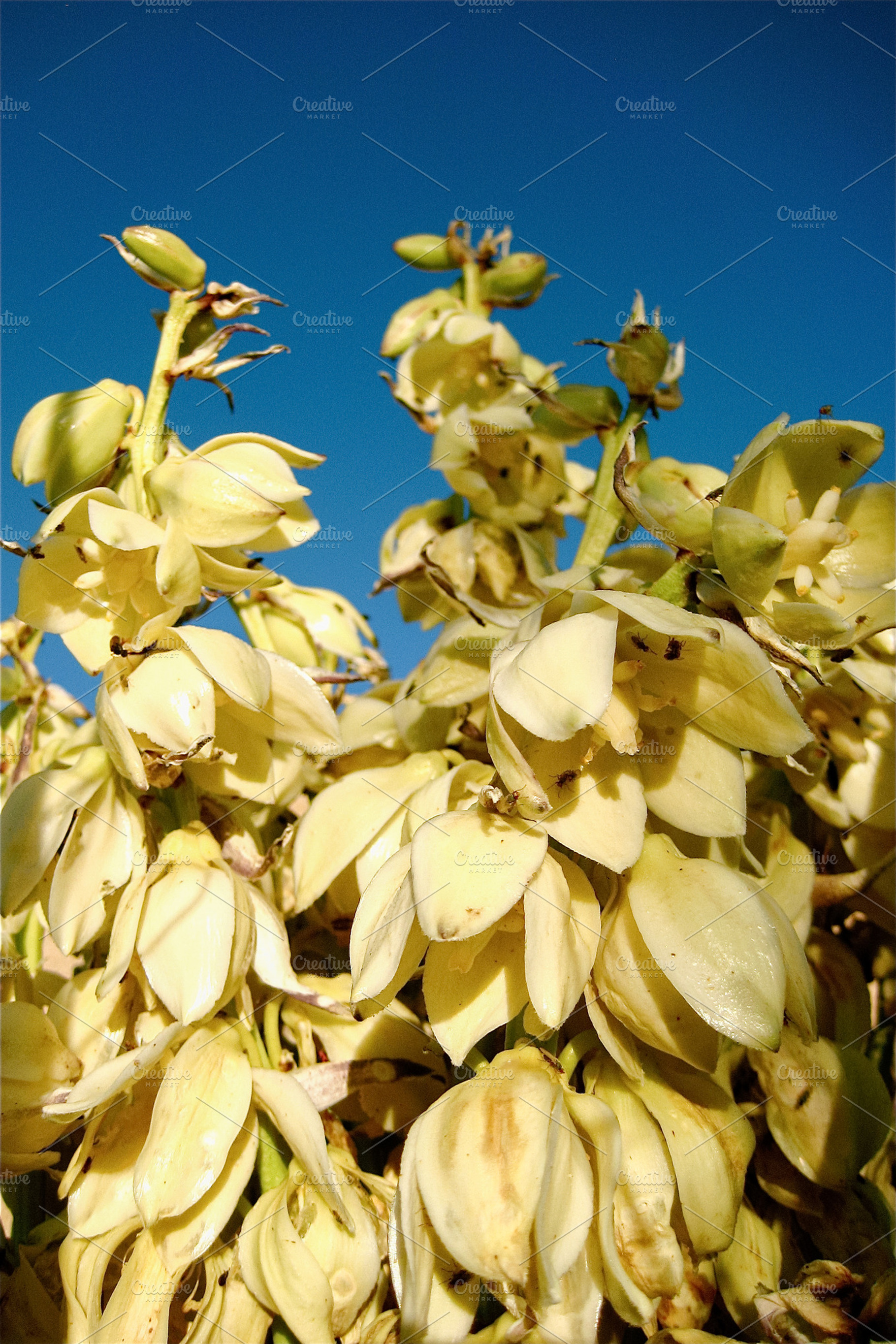 Banana Bloom