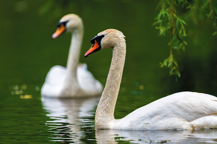 Couple mute swan. Cygnets on summer day in calm water. Bird in t, an Animal Photo by Byrdyak