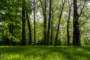 deciduous trees in the park in sunny weather, landscape in the park with green, a Photo by rsoollAI