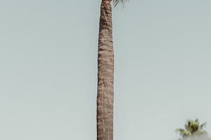 Tall Palm in Vertical Urban Panorama, a Nature Photo by SkyNext