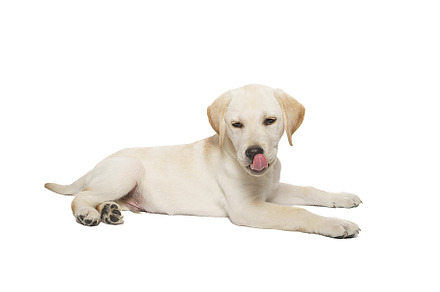 puppy labrador isolated on white bac, an Animal Photo by AlexBush