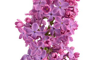 Bouquet of purple lilac flowers with green leaves, isolated back, a Nature Photo by ndanko
