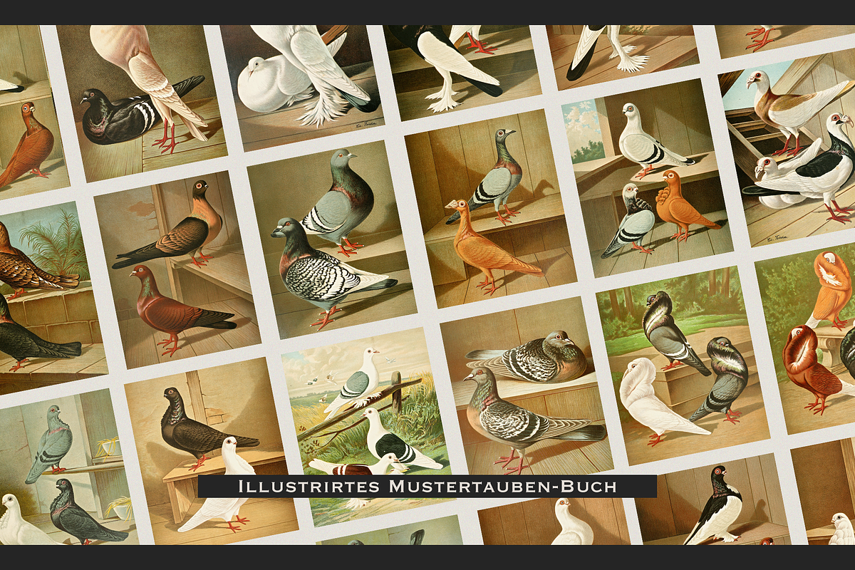 Illustrirtes Mustertauben-Buch, an Animal Illustration by Digital Museum (Photo 1 of 9)