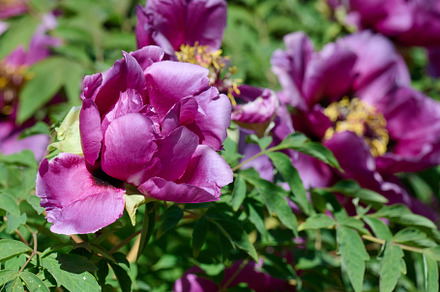 Lush purple peony flowers with vibrant yellow stamens, in full b, a Nature Photo by ndanko
