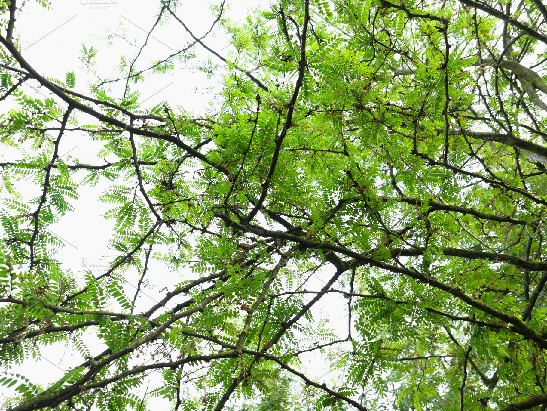 carob tree against the sky background, a Photo by WorldOfPhotos