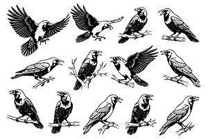 Vector of crows in various poses., an Animal Illustration by yod67