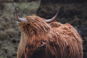 Dark & Moody Lightroom Presets, an Action Add-On by PhotoMarket (Thumbnail 13 of 65)