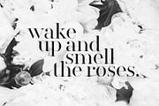 Silver South Font Duo (New Update), a Script Font by Sam Parrett (Thumbnail 11 of 14)