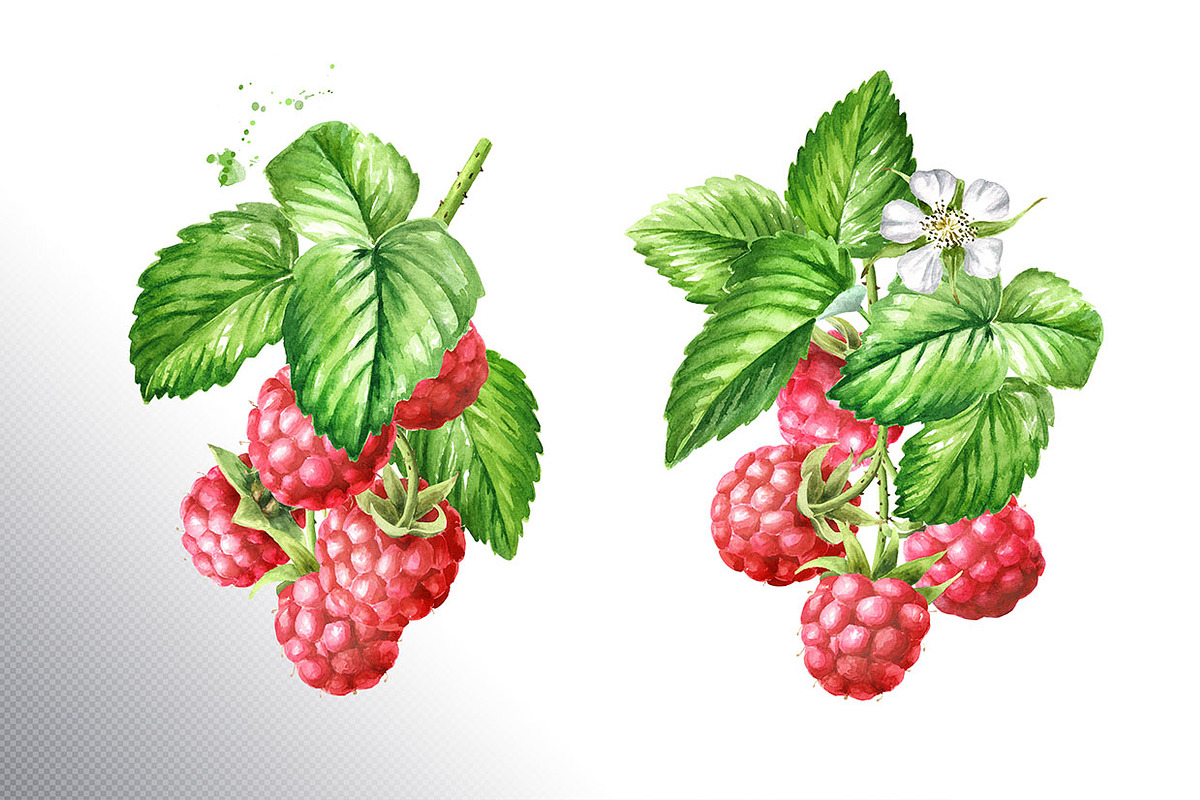 Summer Raspberries. Watercolor set, a Food Illustration by Daria Ustiugova (Photo 15 of 26)
