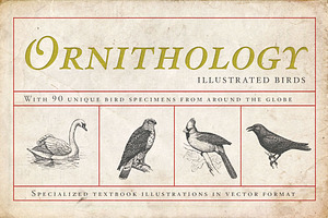 Ornithology Bird Illustrations