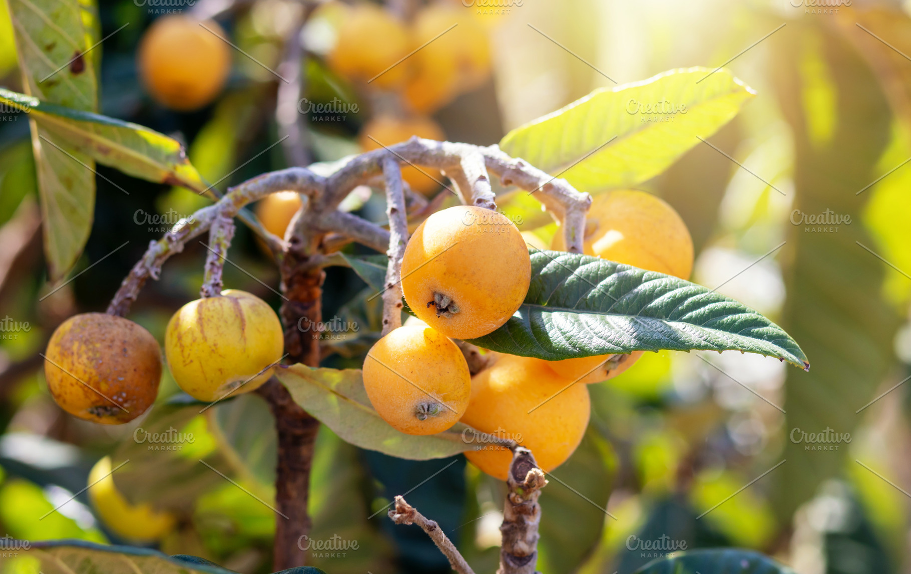 Ripe loquats hanging from tree branch in orchard, a Nature Photo by Antonio Gravante Market