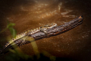 Wet Eastern Water Dragon, an Animal Photo by Rob D Animal Photography