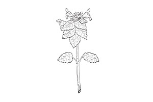 Purple Dead-Nettle Plant Drawing SVG