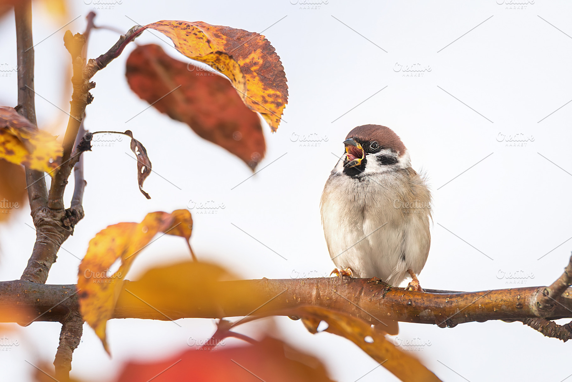 closeup of a House sparrow standing, an Animal Photo by AlexBush