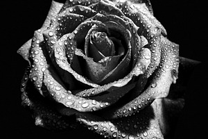 Black and white rose flower bud, a Nature Photo by BOOCYS