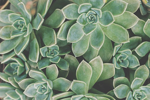 Aesthetic Rose Succulent Background, a Nature Photo by René Jordaan Photography