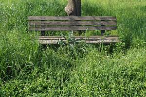 bench in grass, a Photo by WorldOfPhotos