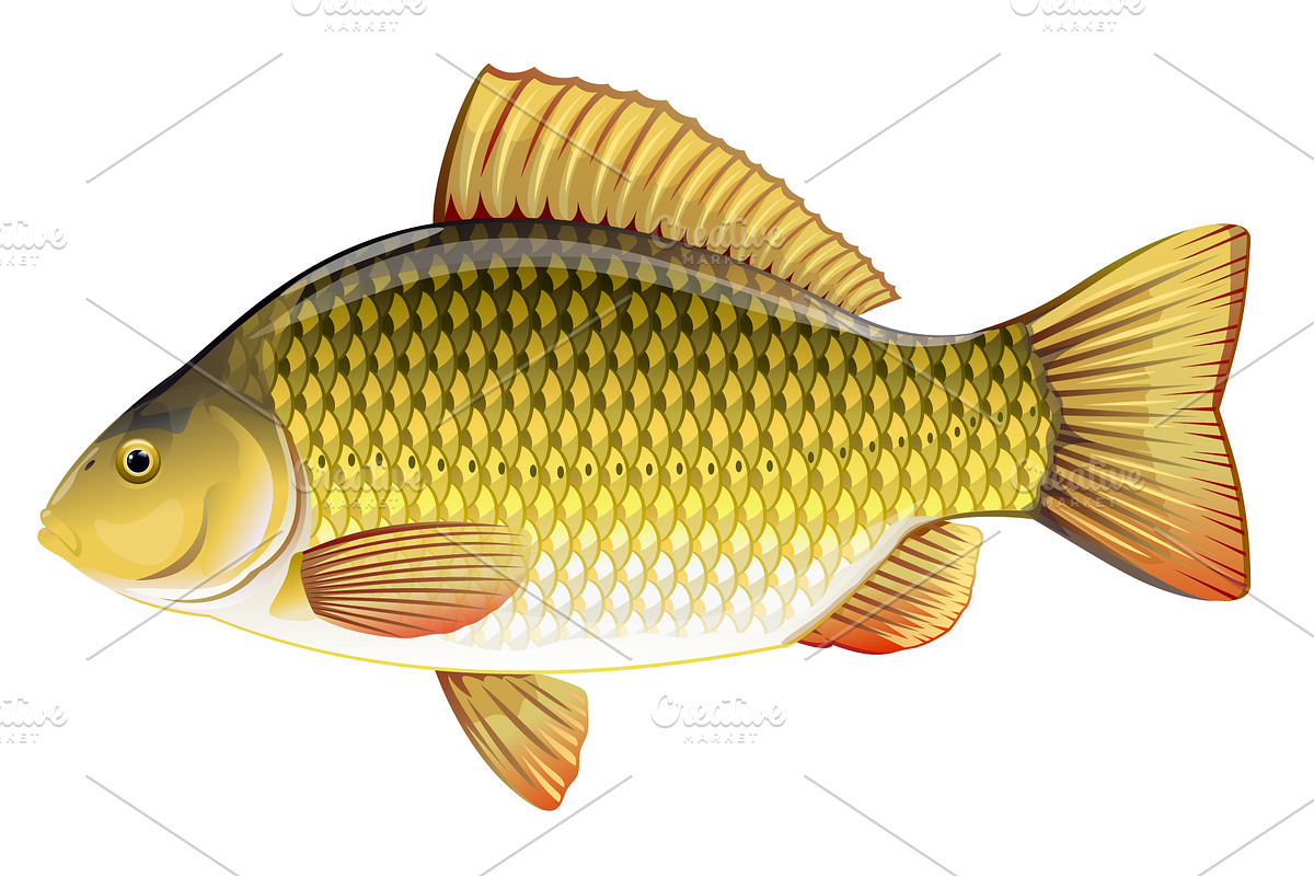 Crucian carp set, an Animal Illustration by Oceloti (Photo 2 of 3)
