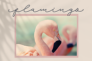 Hello Austen | Script Font, a Script Font by Suntype | Sunshine Std (Thumbnail 7 of 8)