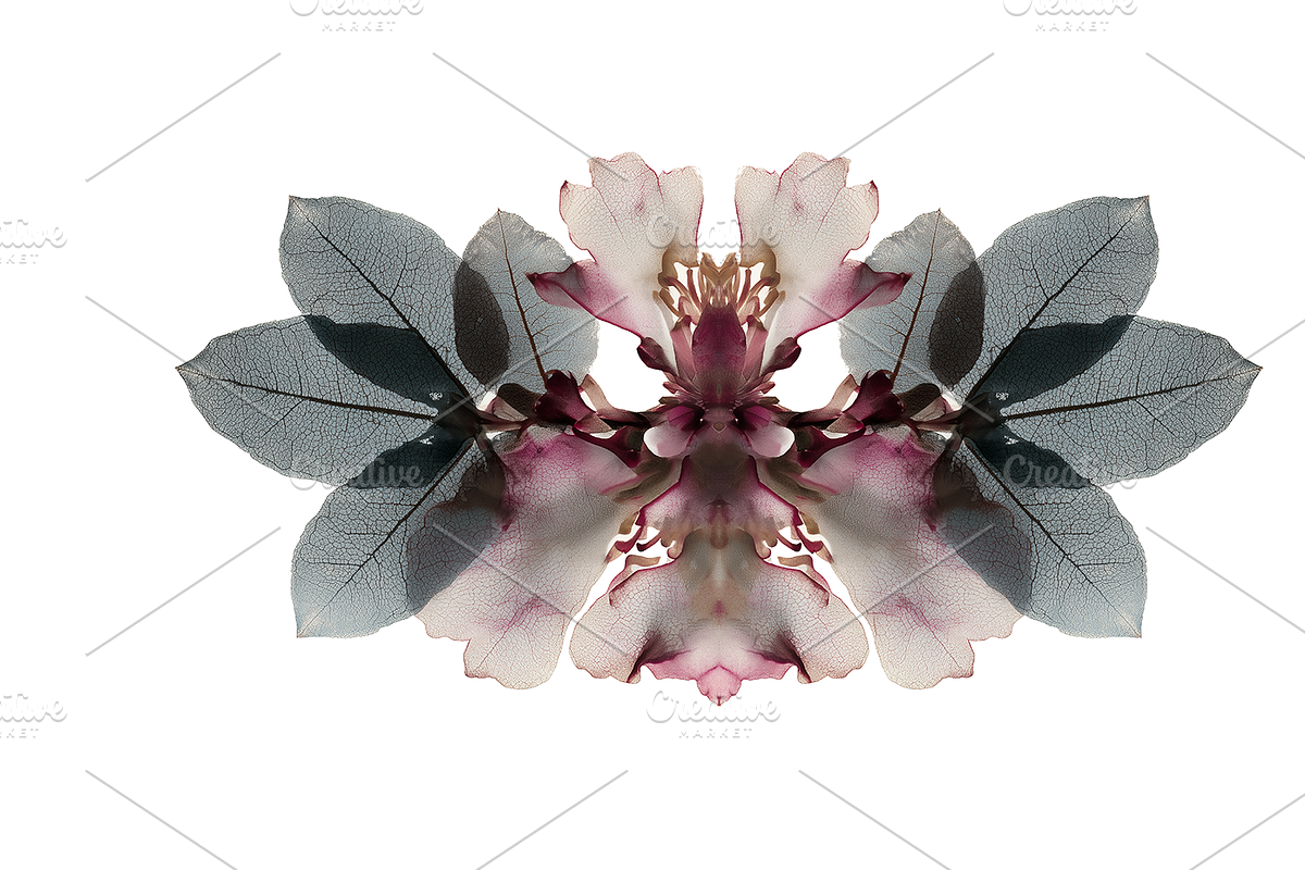 Heum Co. Botanical Inkblot Art, a Decorative Illustration by milatovar (Photo 12 of 20)
