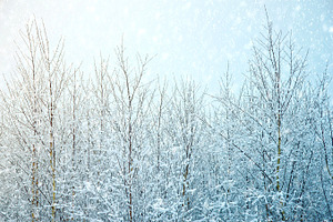 Winter trees snow and sky.