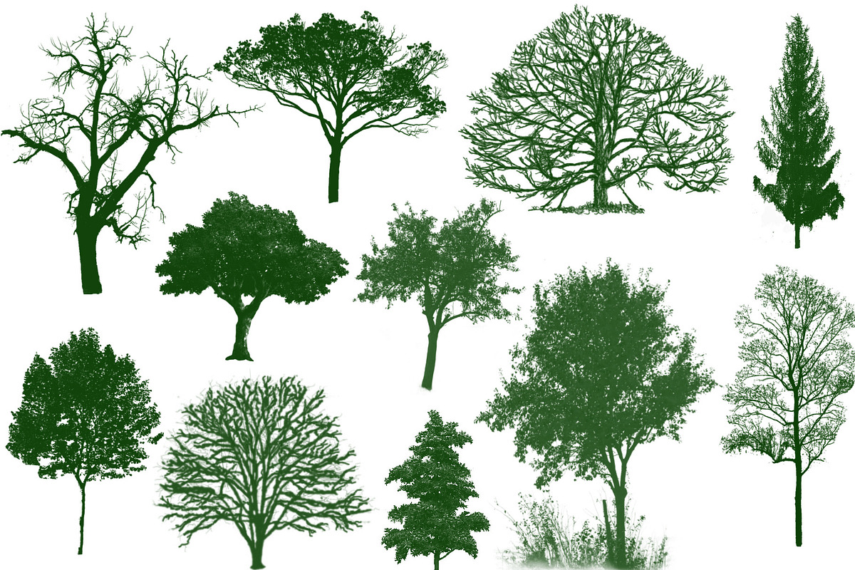 100 Tree Brush Stamps Photoshop, a Brush Add-On by Chipshpow Graphics (Photo 6 of 8)