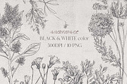 wildflower clipart, an Illustration by JULIA x JULIE's ART (Thumbnail 1 of 2)