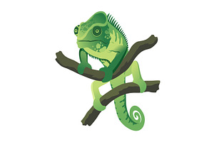 Chameleon lizard. Reptiles, an Animal Illustration by Things for designers