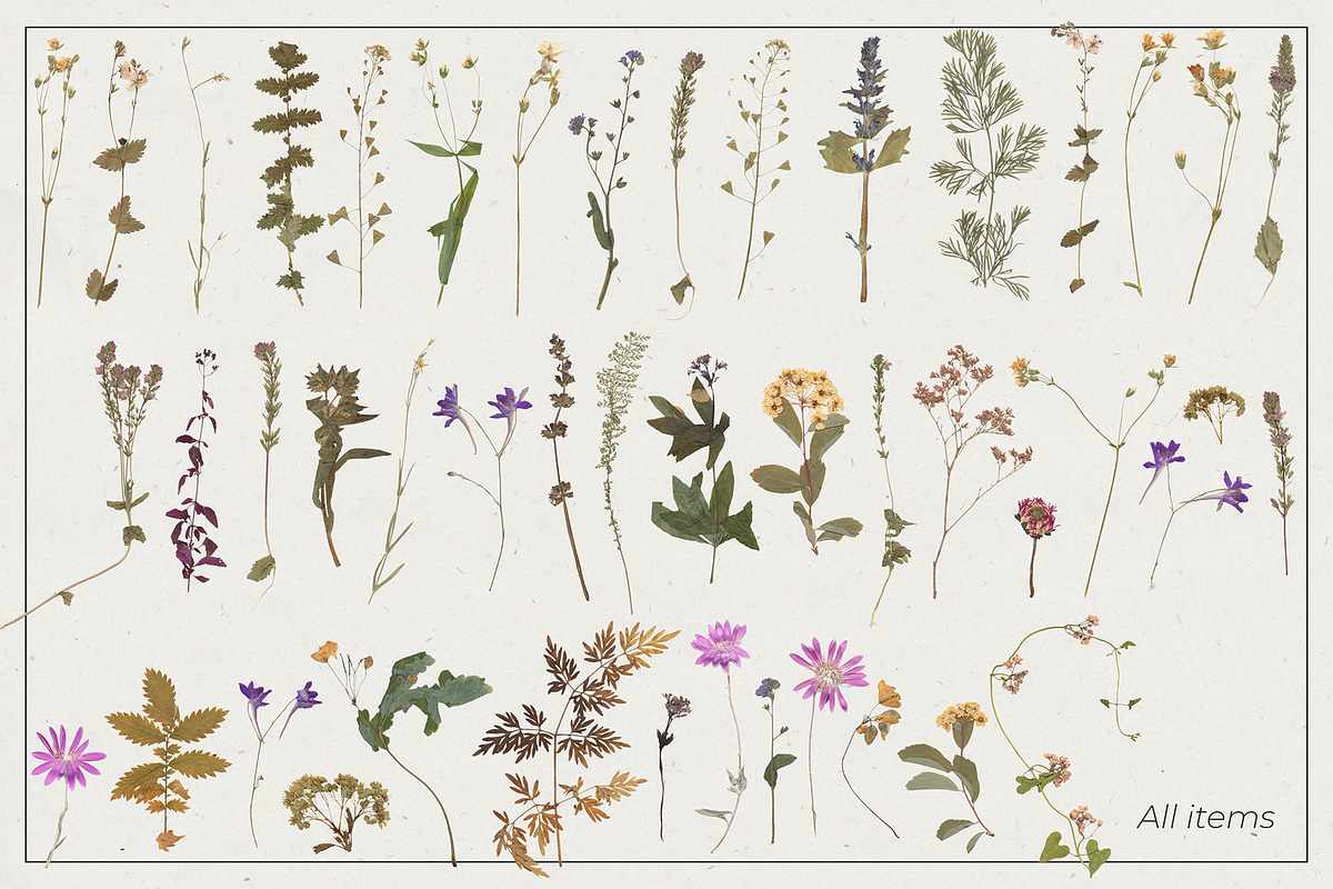 Herbarium Pressed Herbs PNG Set, a Decorative Illustration by dlinnaya (Photo 6 of 6)