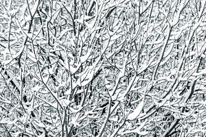 Tree branches covered with snow, a Nature Photo by BOOCYS