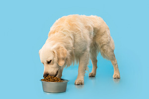 Portrait of cute healthy dog eating at blue studio wall, a Photo by Prostock-Studio