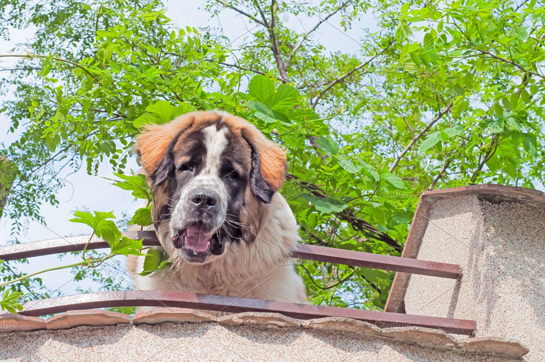 Saint bernard containing bernard, white, and saint