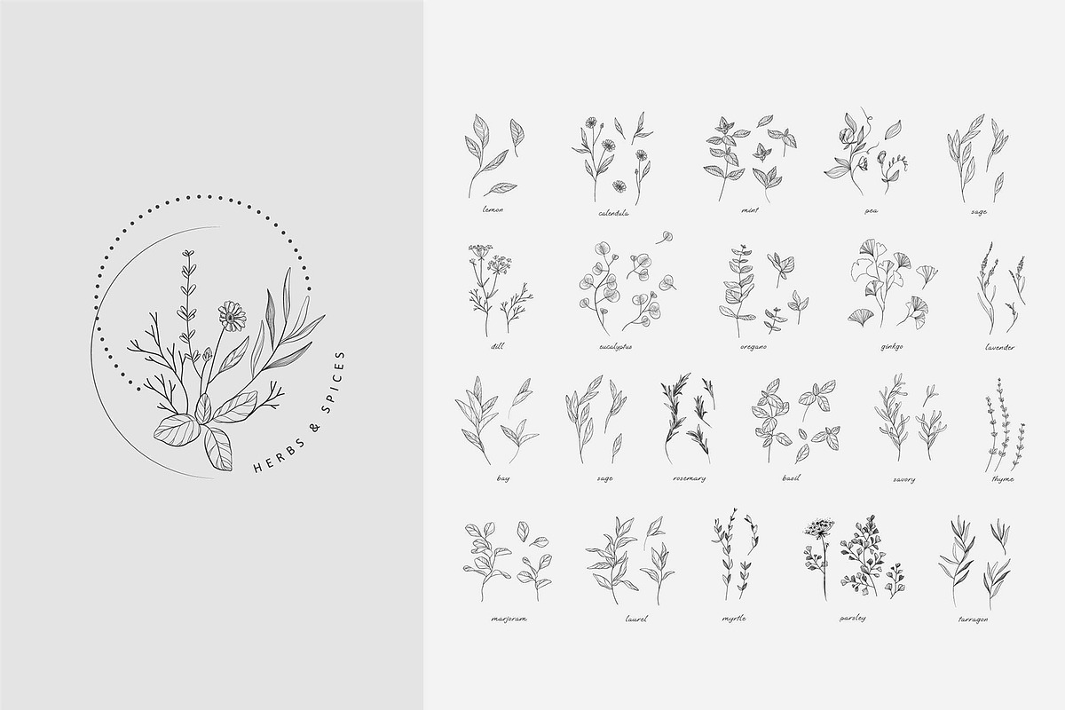 Spices. 30 Premade logos & branches, a Branding & Logo Template by Merfin (Photo 7 of 8)