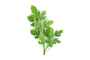 A vibrant sprig of parsley, an Object Illustration by Things for designers