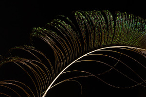 Peacock feather stock photo containing peacock and feather
